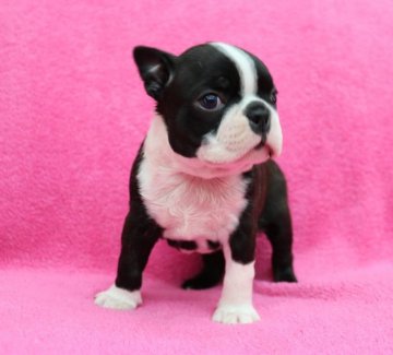 ボストンテリア【埼玉県・男の子・2019年1月22日・ボストンカラー】の写真「美男子な男の子」