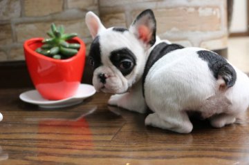 フレンチブルドッグ【埼玉県・女の子・2018年11月13日・パイド】の写真「白黒のはっきりしたパイド柄」