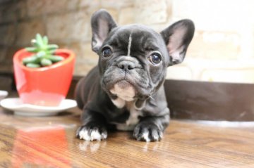 フレンチブルドッグ【埼玉県・女の子・2018年11月13日・ブリンドル】の写真「頭部の大きい美人さん」