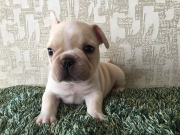 フレンチブルドッグ【埼玉県・男の子・2017年5月20日・クリーム】の写真「愛嬌抜群な男の子」