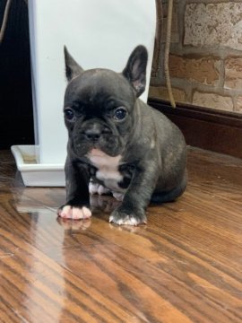 フレンチブルドッグ【埼玉県・女の子・2022年2月11日・ブリンドル】の写真「父犬２カ国チャンピオン直仔　母犬良血統」