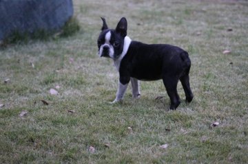 ボストンテリア【埼玉県・男の子・2019年7月20日・ボストンカラー】の写真「小さい男の子」