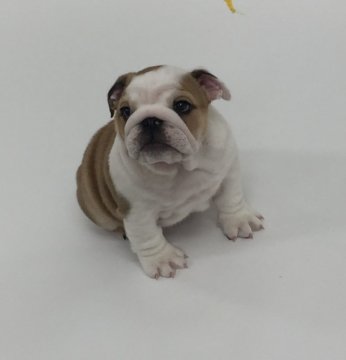 ブルドッグ【埼玉県・男の子・2018年12月6日・レッド&ホワイト】の写真「構成の良い、綺麗なブル」