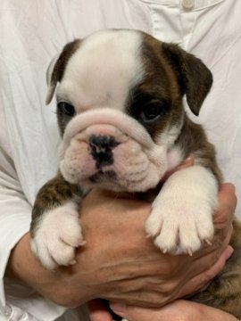 ブルドッグ【埼玉県・男の子・2022年5月9日・レッドブリンドル&ホワイト】の写真「レアカラーのレッドブリンドル＆ホワイト」
