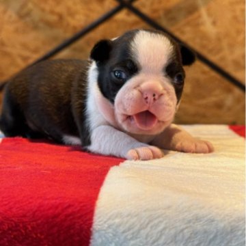 ボストンテリア【埼玉県・女の子・2024年4月27日・ボストンカラー】の写真「父jkcチャンピオン、祖母アメリカグランドチャンピ」