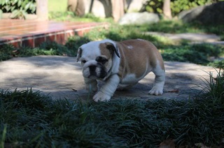 ブルドッグ【埼玉県・男の子・2016年9月6日・レッド&ホワイト】の写真「頭部の大きい骨量のある、血統的にも優れた子犬」