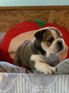 ブルドッグ【埼玉県・女の子・2022年9月13日・レッドアンドホワイト】の写真「抜群な構成。」