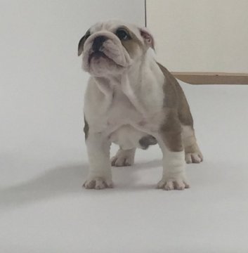 ブルドッグ【埼玉県・女の子・2018年12月6日・レッド&ホワイト】の写真「美人でモデルさんのようなメスブル」