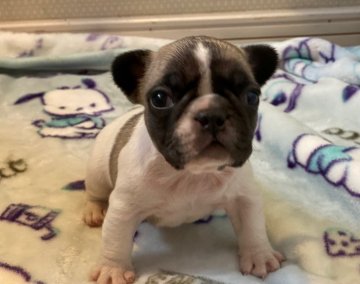 フレンチブルドッグ【埼玉県・女の子・2022年4月19日・ハニーパイド】の写真「両親優良血統から可愛いハニーパイドの女の子」