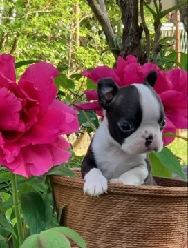 ボストンテリア【埼玉県・男の子・2022年3月18日・ボストンカラー】の写真「JKCチャンピオン直仔」