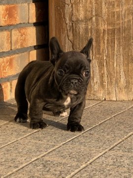 フレンチブルドッグ【埼玉県・女の子・2019年11月19日・ブリンドル】の写真「丸々太った優良血統の女の子」