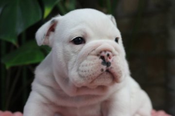 ブルドッグ【埼玉県・男の子・2019年5月8日・ホワイト】の写真「骨量のある美男子」
