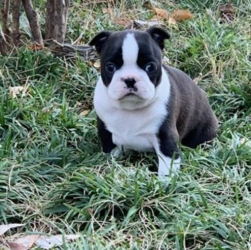 ボストンテリア【埼玉県・女の子・2023年3月3日・ボストンカラー】の写真「丸々太った女の子。チャンピオン直仔」