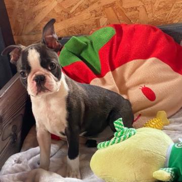 ボストンテリア【埼玉県・男の子・2022年5月14日・ボストンカラー】の写真「綺麗なボストンカラー、チャンピオン直仔」