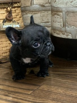 フレンチブルドッグ【埼玉県・男の子・2019年12月24日・ブリンドル&ホワイト】の写真「小さめな可愛い子」