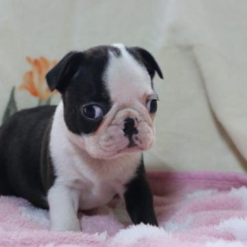 ボストンテリア【埼玉県・男の子・2022年5月12日・ボストンカラー】の写真「JKCチャンピオン直仔」