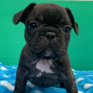 フレンチブルドッグ【埼玉県・女の子・2022年5月12日・ブリンドル&ホワイト】の写真「外産直仔」