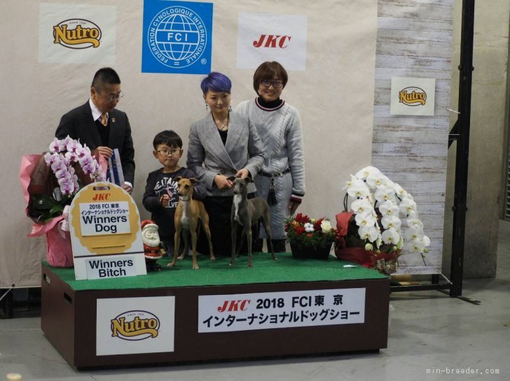 我が家で生まれた子を自分でﾊﾝﾄﾞﾘﾝｸﾞしてチャンピオン犬を目指しています。｜野崎　有季子(のざき　ゆきこ)ブリーダー(埼玉県・イタリアングレーハウンドなど・JKC登録)の紹介写真1