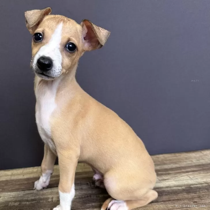 ID：2510-00272の子犬