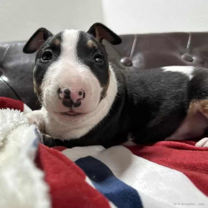 ID：2507-07296の子犬