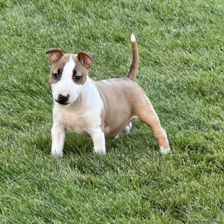 ブリーダー画像