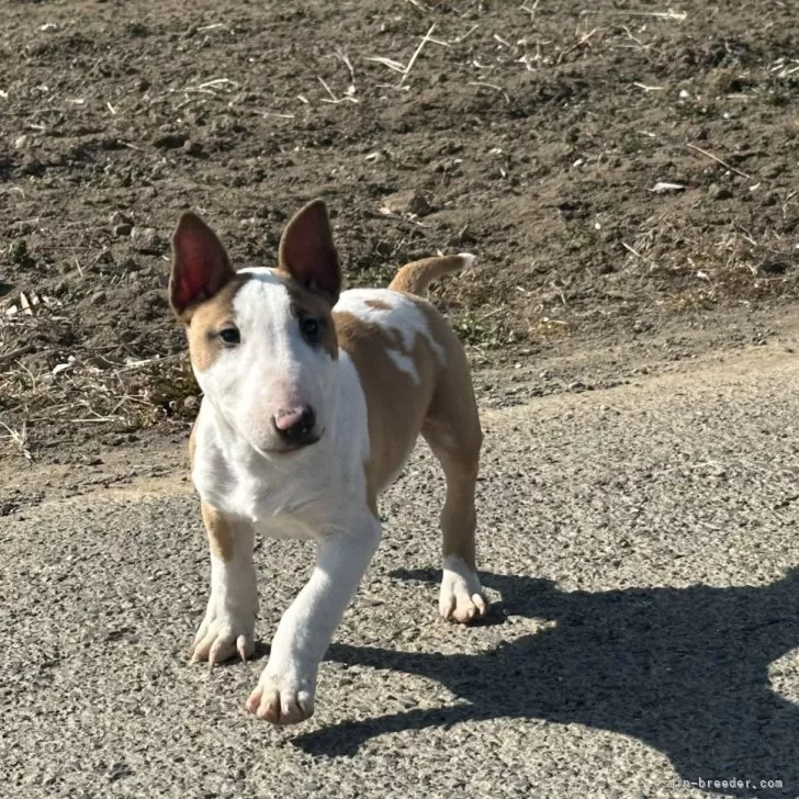 ID：2502-04449の子犬