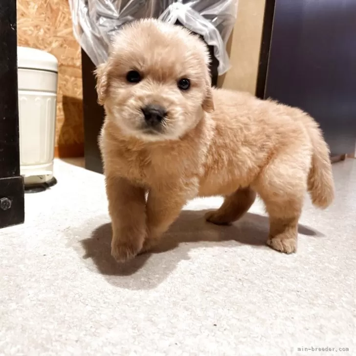 ID:2505-07445の子犬