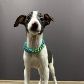 イタリアングレーハウンド