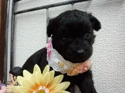 ID：1208-00011の子犬