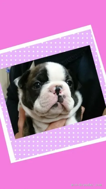 ID:1805-00534の子犬