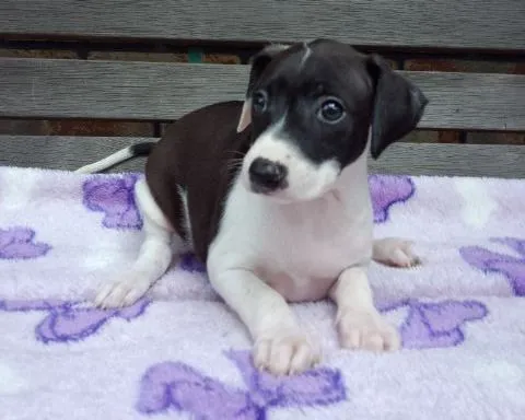 ID:1207-00215の子犬