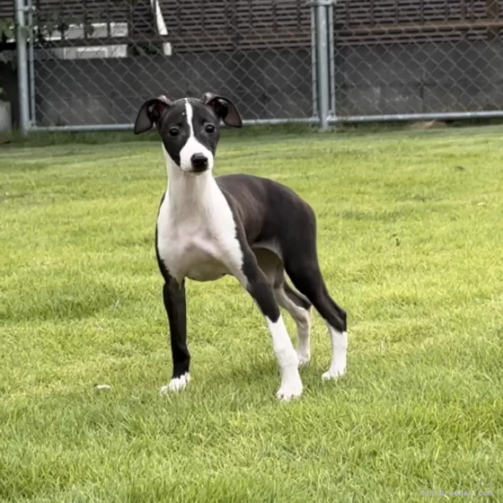 けんちゃん 様のお迎えした子犬