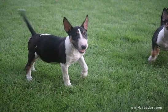 S.A 様のお迎えした子犬
