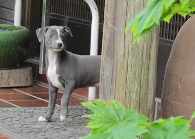 ID:1206-00051の子犬
