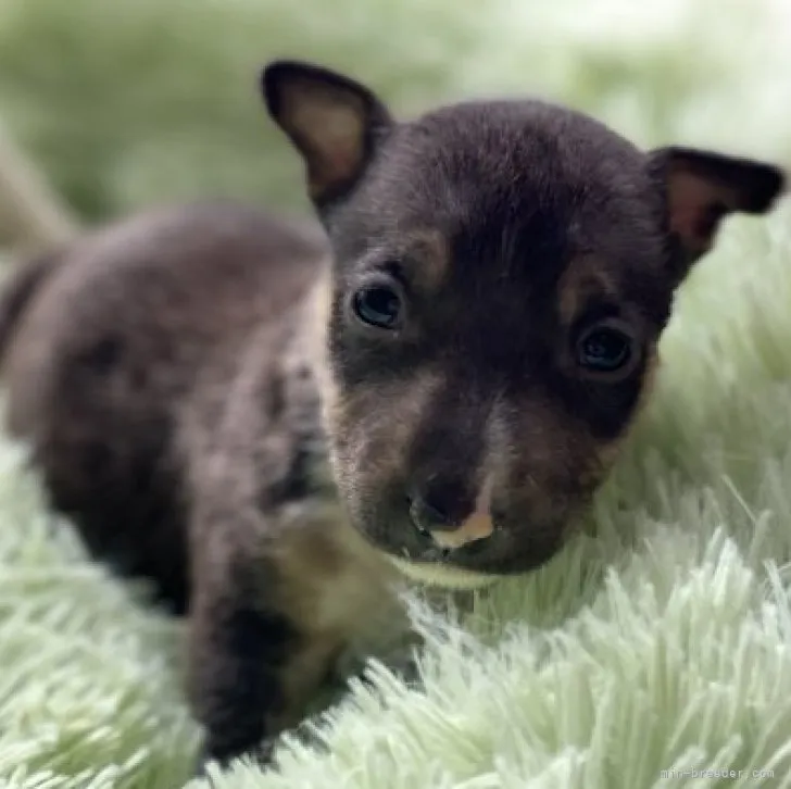 ID：2301-04671の子犬