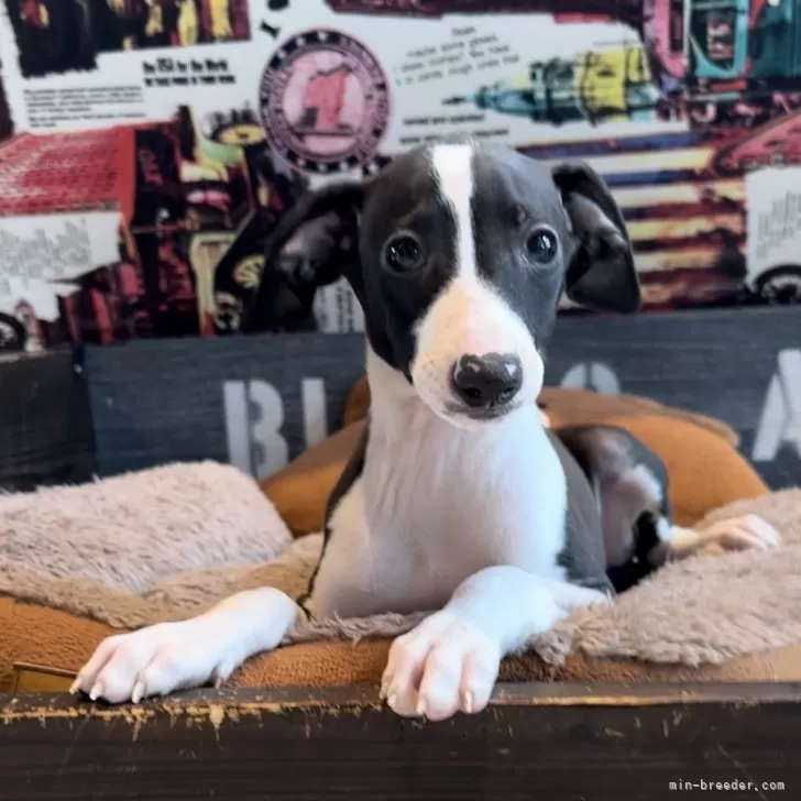Y.T 様のお迎えした子犬