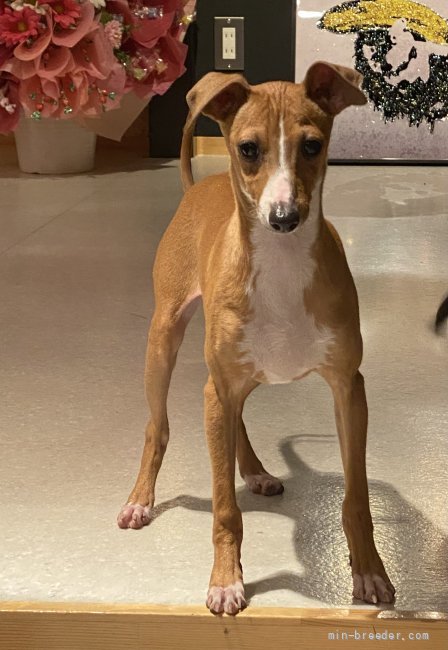 イタリアングレーハウンド 埼玉県 男の子 21年10月3日 レッド ホワイト 去勢済み ワンランク上のイタグレ みんなのブリーダー 子犬id 22