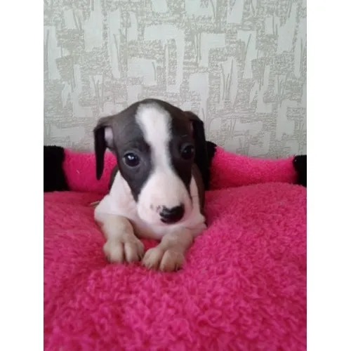 ID:1305-01020の子犬