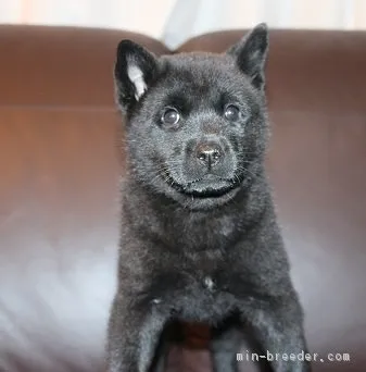 じっこ 様のお迎えした子犬