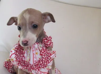 ID：1201-00297の子犬