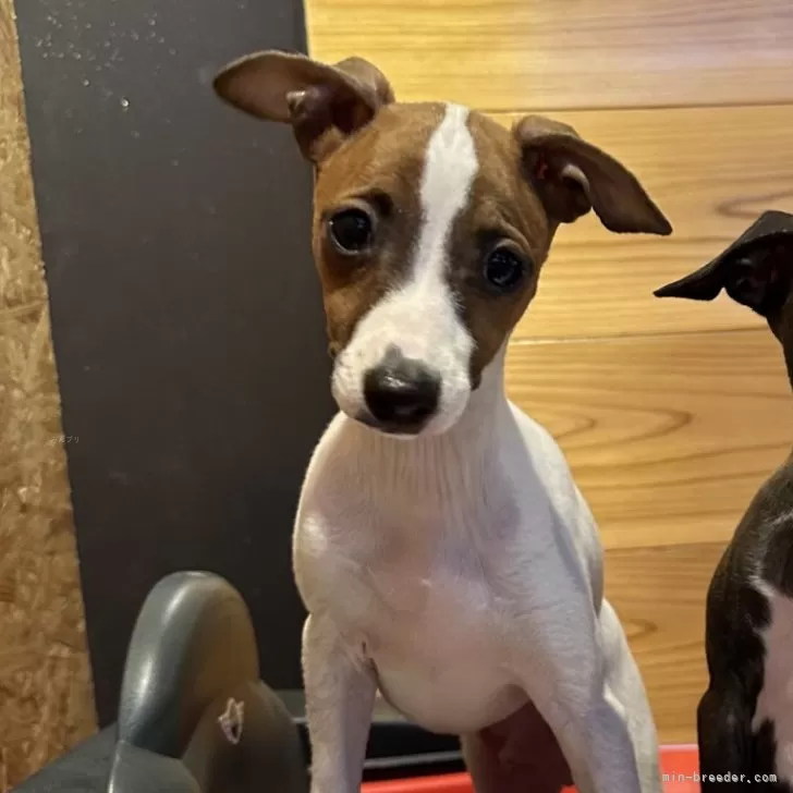 ID:2410-03027の子犬