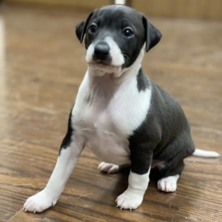ID：2303-00915の子犬