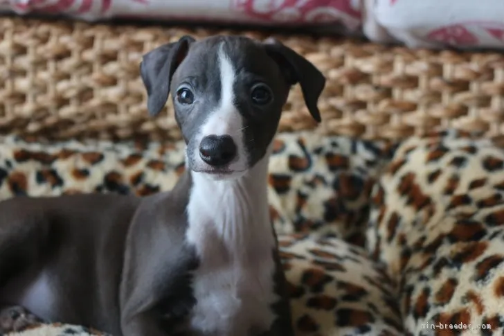 ID:1911-00594の子犬
