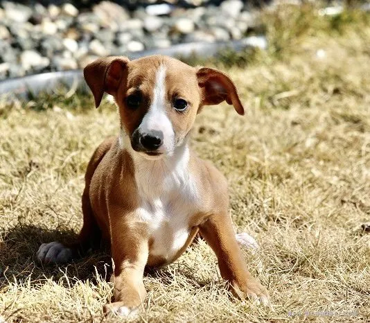 ID:2102-03098の子犬