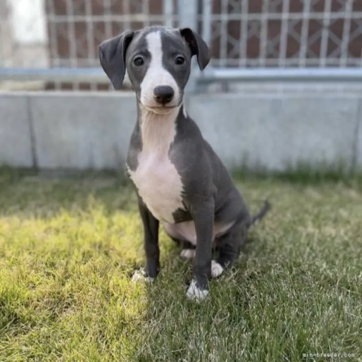 ID:2211-01848の子犬