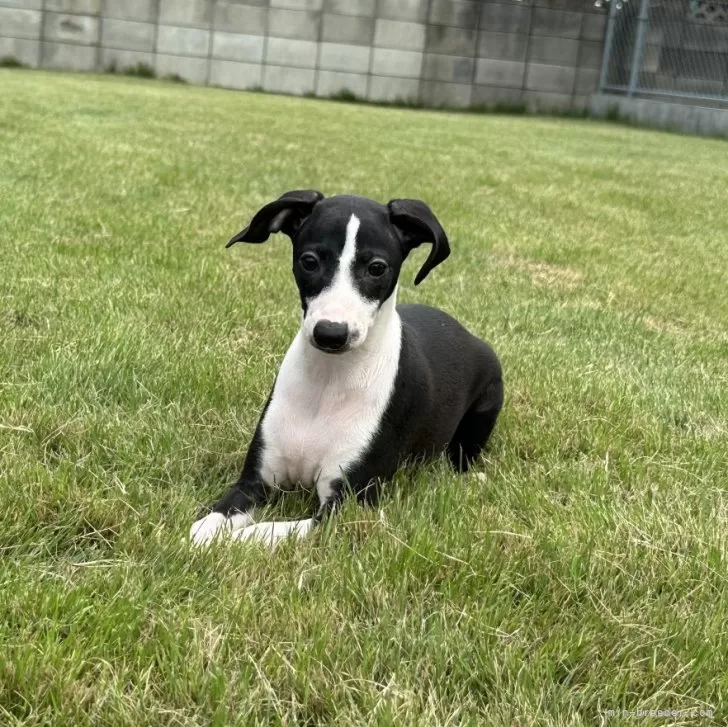 ID:2410-00884の子犬