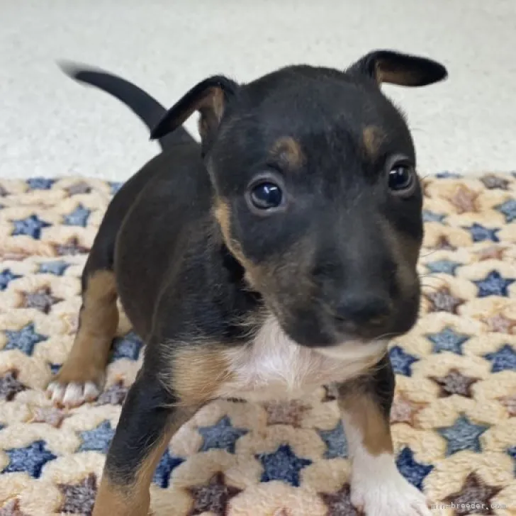 ID：2306-03488の子犬