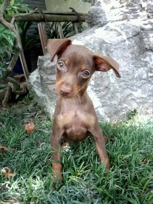 池田 様のお迎えした子犬