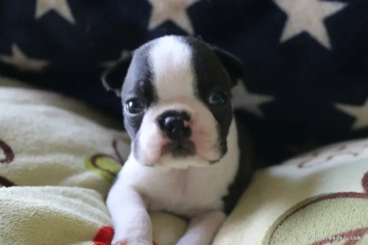 ID:1805-01873の子犬