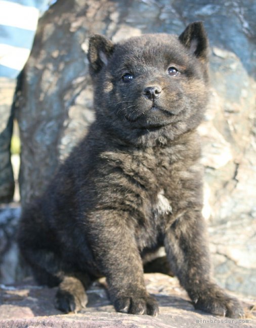 甲斐犬 埼玉県 女の子 16年11月日 黒虎 良質な子です みんなのブリーダー 子犬id 1701